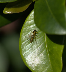 Xanthopimpla rhopaloceros