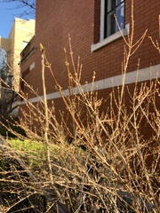 Magnoliopsida