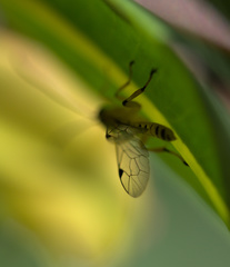 Xanthopimpla rhopaloceros