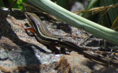 Trachylepis damarana