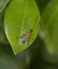 Xanthopimpla rhopaloceros
