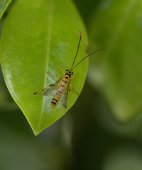 Xanthopimpla rhopaloceros