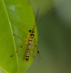Xanthopimpla rhopaloceros