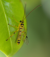 Xanthopimpla rhopaloceros
