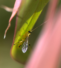 Xanthopimpla rhopaloceros