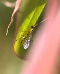 Xanthopimpla rhopaloceros