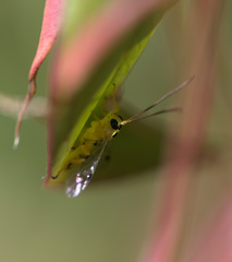 Xanthopimpla rhopaloceros