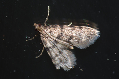 Voliba