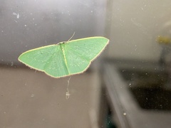 Chlorocoma melocrossa