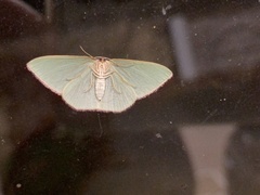 Chlorocoma melocrossa