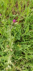 Carduus argentatus