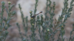 Echiochilon persicum