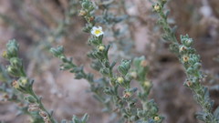 Echiochilon persicum