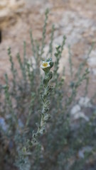 Echiochilon persicum