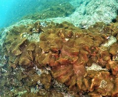Lobophytum hsiehi