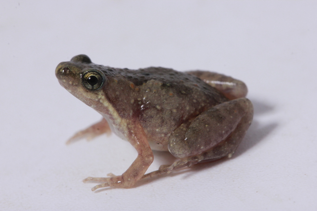 Irrawaddy Narrowmouth Frog