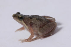 Irrawaddy Narrowmouth Frog photo 1