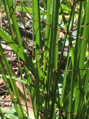Lomandra multiflora multiflora