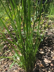 Lomandra multiflora multiflora