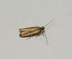 Helcystogramma phryganitis