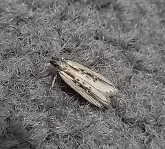 Helcystogramma phryganitis