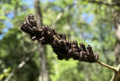 Hemileuca maia