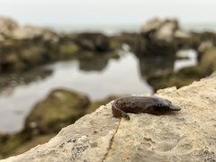 Lepadogaster lepadogaster