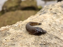 Lepadogaster lepadogaster