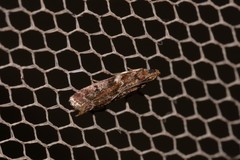 Ephestiopsis oenobarella