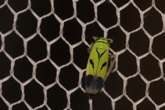 Nephotettix nigropictus