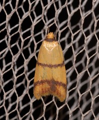 Heteroteucha translatella