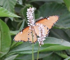 Danaus chrysippus dorippus