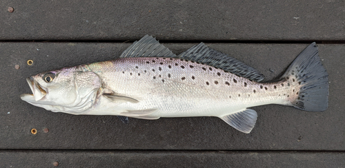 Spotted Seatrout