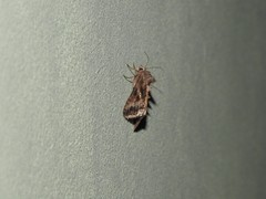 Rachiplusia nu
