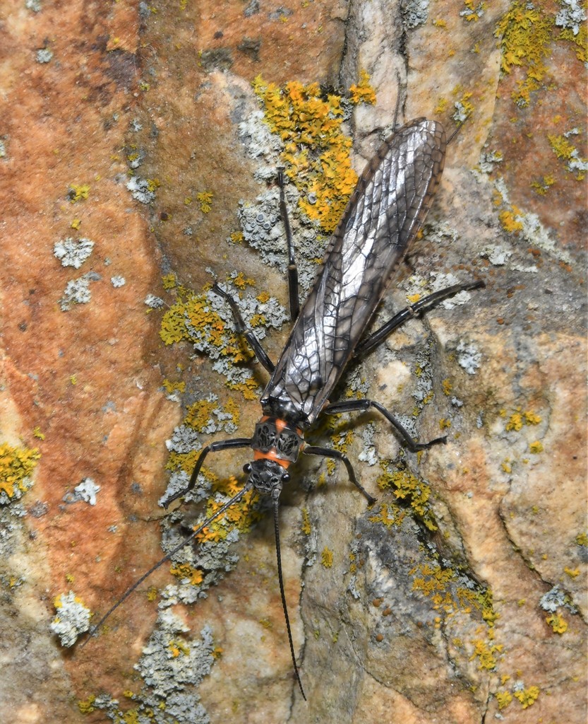 Pteronarcyoidea