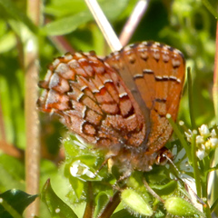 Callophrys niphon