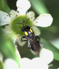 Leioproctus irroratus