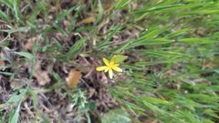 Reichardia intermedia