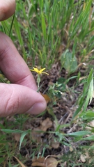 Reichardia intermedia