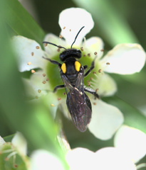 Leioproctus irroratus