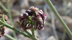 Periploca aphylla