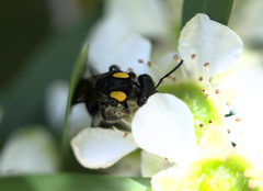 Leioproctus irroratus
