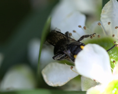 Leioproctus irroratus