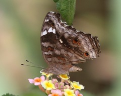 Junonia natalica natalica