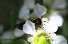 Leioproctus irroratus