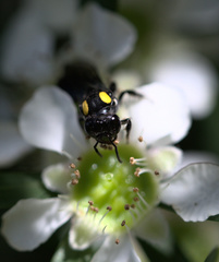 Leioproctus irroratus