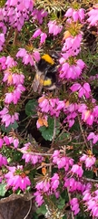 Bombus lucorum