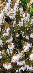 Bombus terrestris