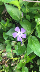 Vinca major