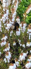 Bombus terrestris